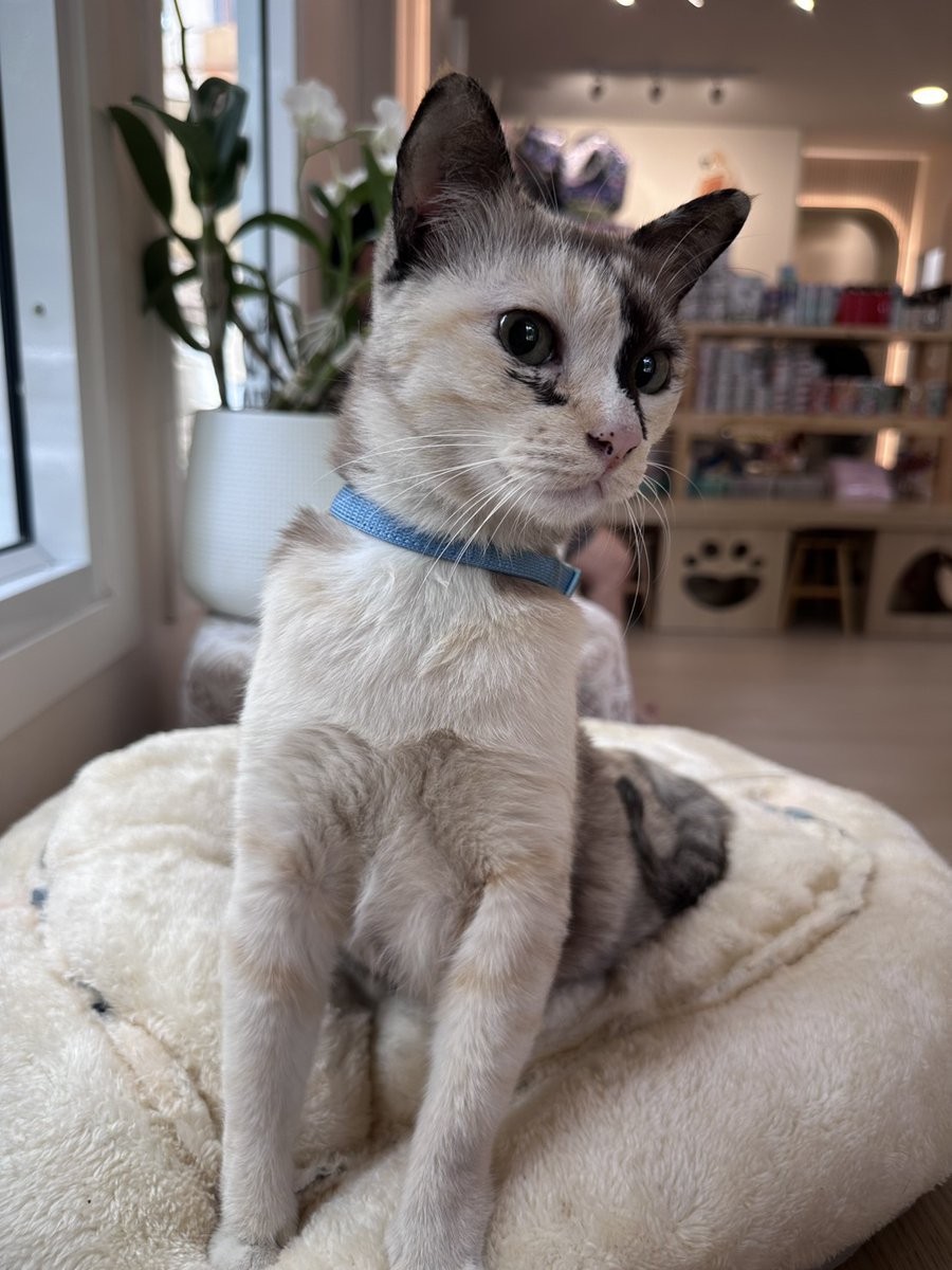 CatsterClub's tweet photo. 🏠 หาบ้านให้น้องแมว 🏠 (ฝากประกาศ)
ชื่อ : ปาน
เพศหญิง พันธุ์ไทย
น้องเป็นแมวจรในหมู่บ้าน เป็นโรคไต ต้องคอยป้อนข้าว ยาและให้น้ำเกลือวันเว้นวัน  น้องเป็นเด็กขี้อ้อน เชื่อง เชื่อฟัง ชอบให้เกาคาง นิ่ง ๆ เงียบ ๆ อยากได้คนที่พร้อมเลี้ยงและใส่ใจน้องจริง ๆ ค่ะ

พิกัดแถวจตุจักร 10900
ติดต่อ 0831076147

ใครสนใจรับดูแลติดต่อหาเจ้าของได้เลยนะคะ หรือ ช่วยกันรีกระจายข่าวก็ได้ค่า มาช่วยกันหาบ้านอันอบอุ่นให้น้องกันนะคะ