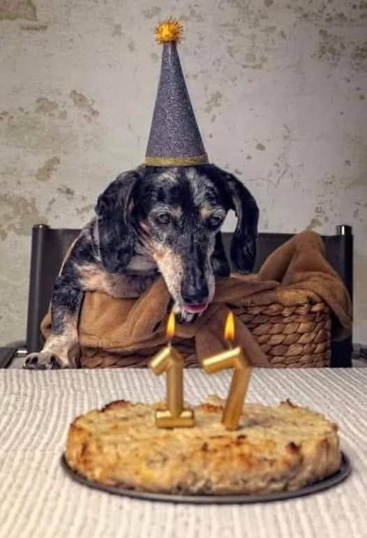 Dachshund__Love tweet picture