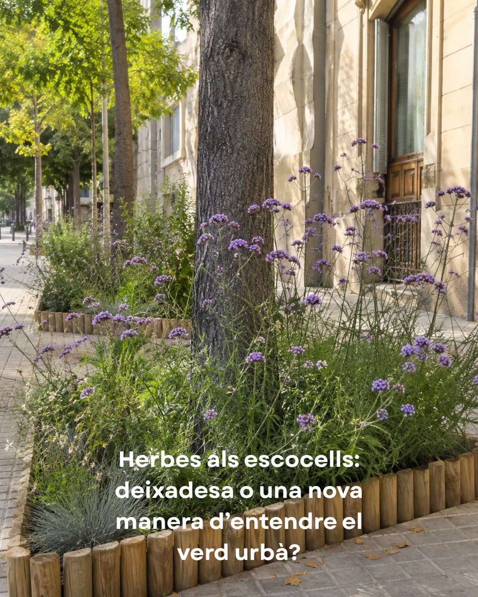 CJP_CAN_MONTES's tweet photo. Herbes als escocells: deixadesa o biodiversitat? Ben gestionades, poden protegir el sòl, infiltrar aigua i donar vida als carrers. Naturalitzar no és abandonar. Tu què prefereixes: escocell nu o verd?

#CanMontes #EscocellsVerds #BiodiversitatUrbana #VerdUrbà https://t.co/cLAJhxNSsc