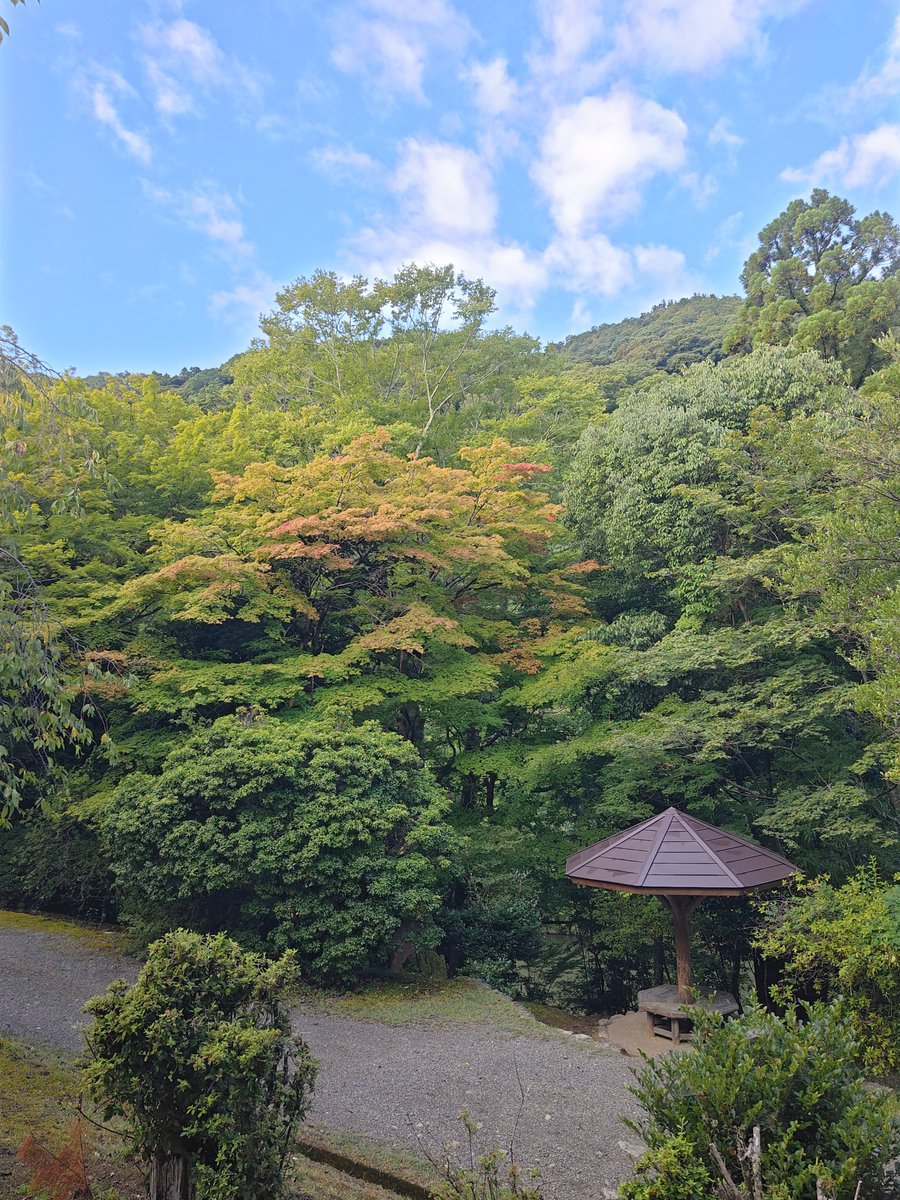 hitomihcx's tweet photo. Kameyama Park/亀山公園/2026.08.15
#Kyoto #京都 #arashiyama #嵐山
#KameyamaPark #亀山公園
#ArashiyamaPark #嵐山公園
#NearbyPark #近所の公園
#AutumnLeaves #紅葉
#Azalea #ツツジ #躑躅 https://t.co/Sw03CVXuKI