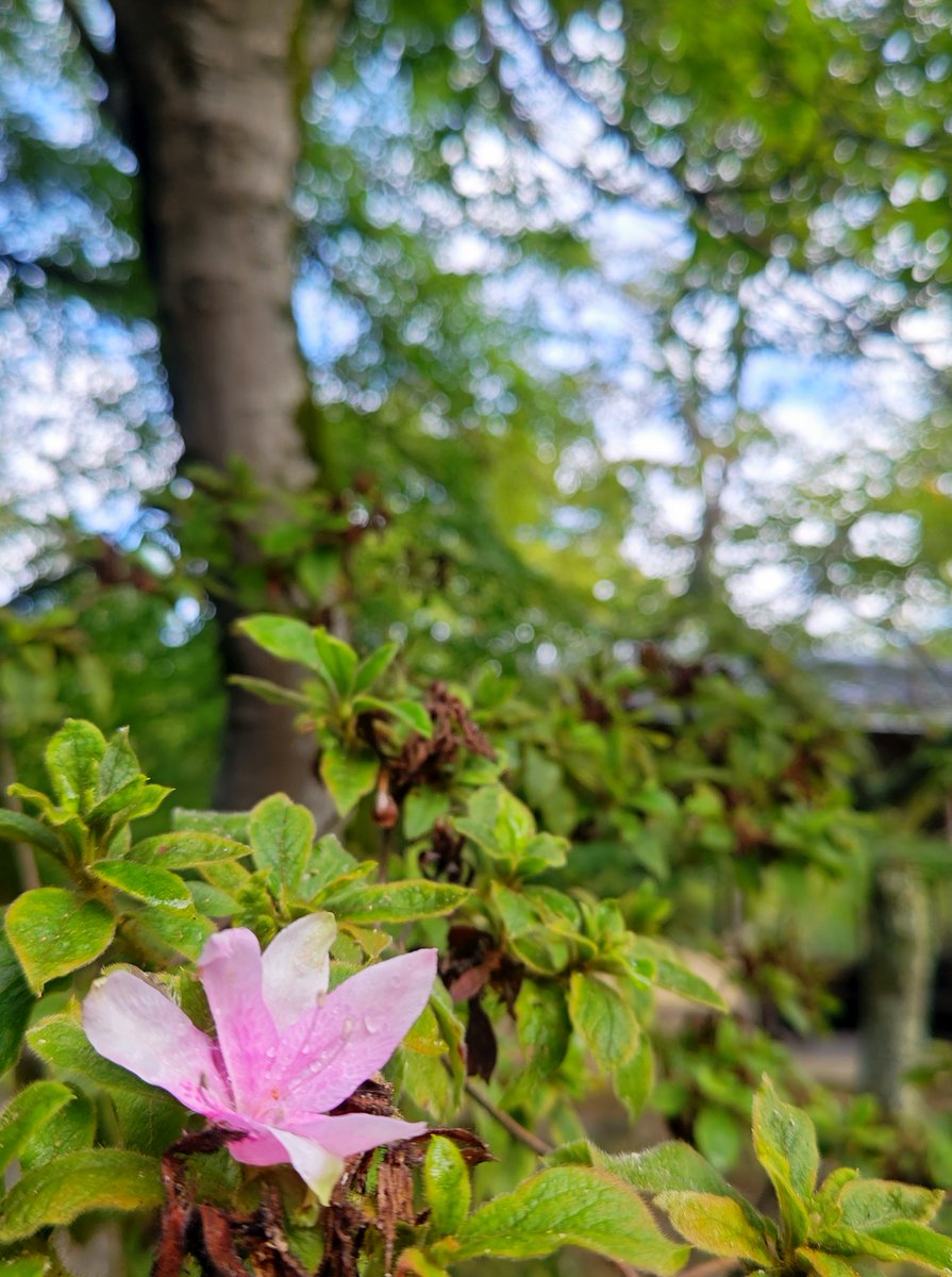 hitomihcx's tweet photo. Kameyama Park/亀山公園/2026.08.15
#Kyoto #京都 #arashiyama #嵐山
#KameyamaPark #亀山公園
#ArashiyamaPark #嵐山公園
#NearbyPark #近所の公園
#AutumnLeaves #紅葉
#Azalea #ツツジ #躑躅 https://t.co/Sw03CVXuKI