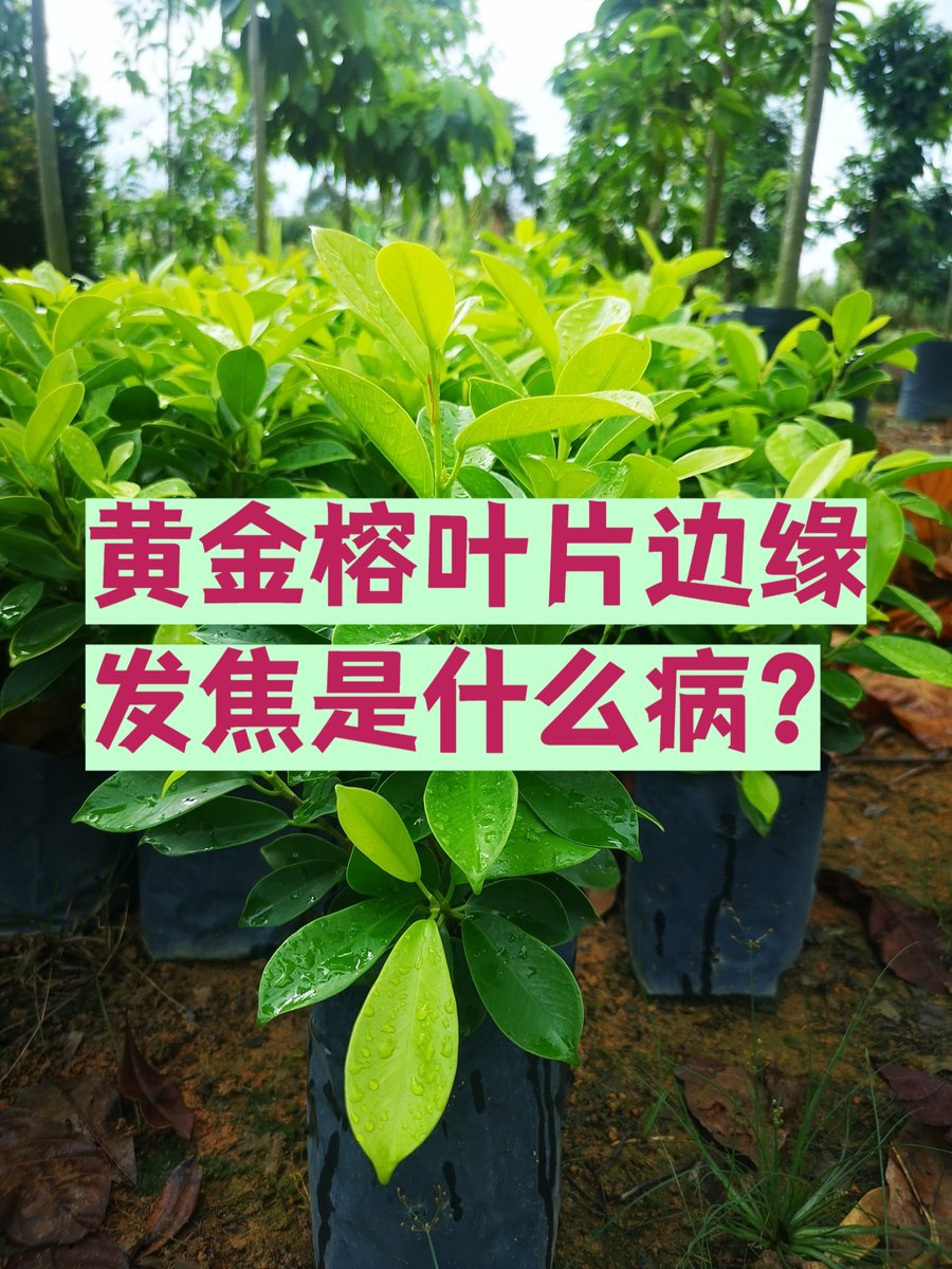 K76058109's tweet photo. For a thriving pothos, water only when the top 2 inches of soil feel dry—overwatering is the #1 killer! https://t.co/58q6SSL60n