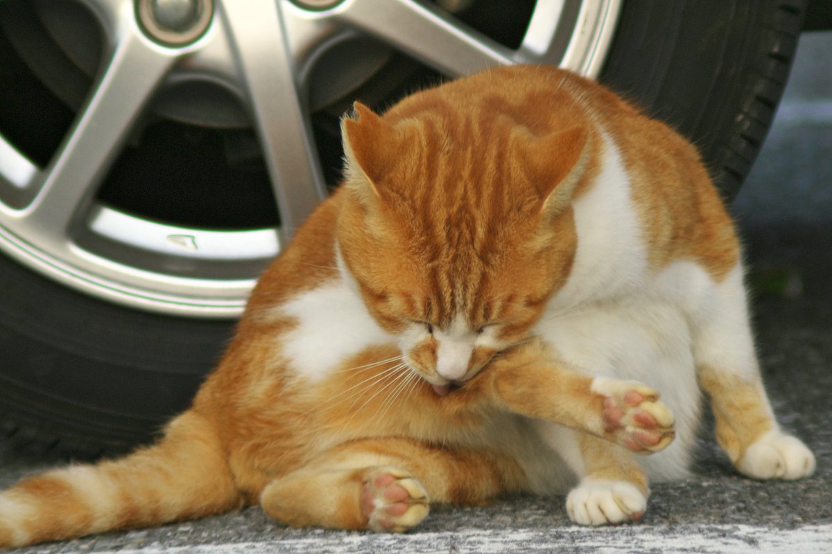 XicunXinre54871's tweet photo. 残波岬公園の駐車場にいた猫。ここに猫を捨てる人が多いようです。暮らしやすい環境ではないし、強くない猫は居場所がない。　＃猫　＃残波岬 https://t.co/5SUF1xP702