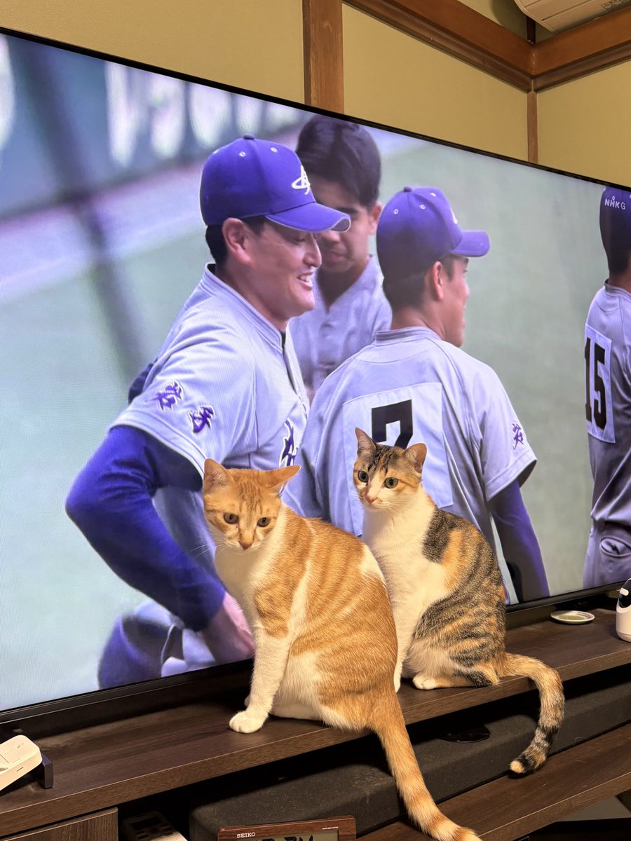 akwind_'s tweet photo. 最近のキッズたちはTVっ子。
昨日はバスケ、今日は甲子園に喰らい付いてました（笑）

ボクに任せろニャーーー！！ https://t.co/7bgieqgfrU