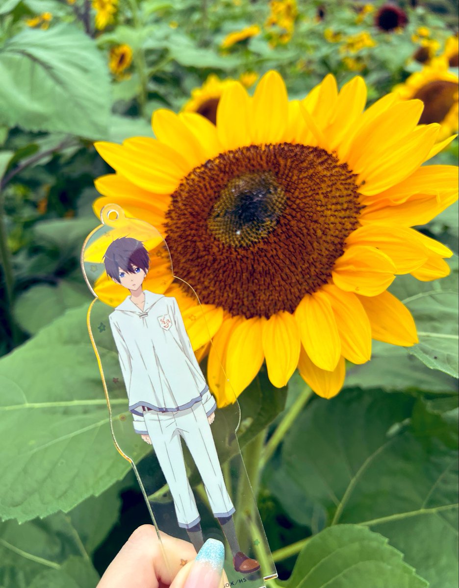 Free_haru_saba's tweet photo. 凛カラーのひまわり🌻❤️
七瀬遙は夏が似合う男☀️ https://t.co/KklLRAvVY8