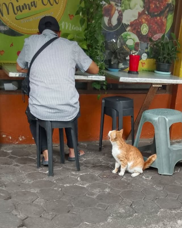 keluhkesahkonoh's tweet photo. ini gimana konsepnya, siang-siang kepergok ngemis di warteg pasar padahal di rumah makanan tersedia 24 jam, tidur di kamar pakai ac, dan punya butler pribadi. lagi cosplay jadi pengemis kah? besok gue bawain uang aja, kalau suka makanan warteg bisa beli 😹😹😹😹😹 https://t.co/wcOxtvll6r