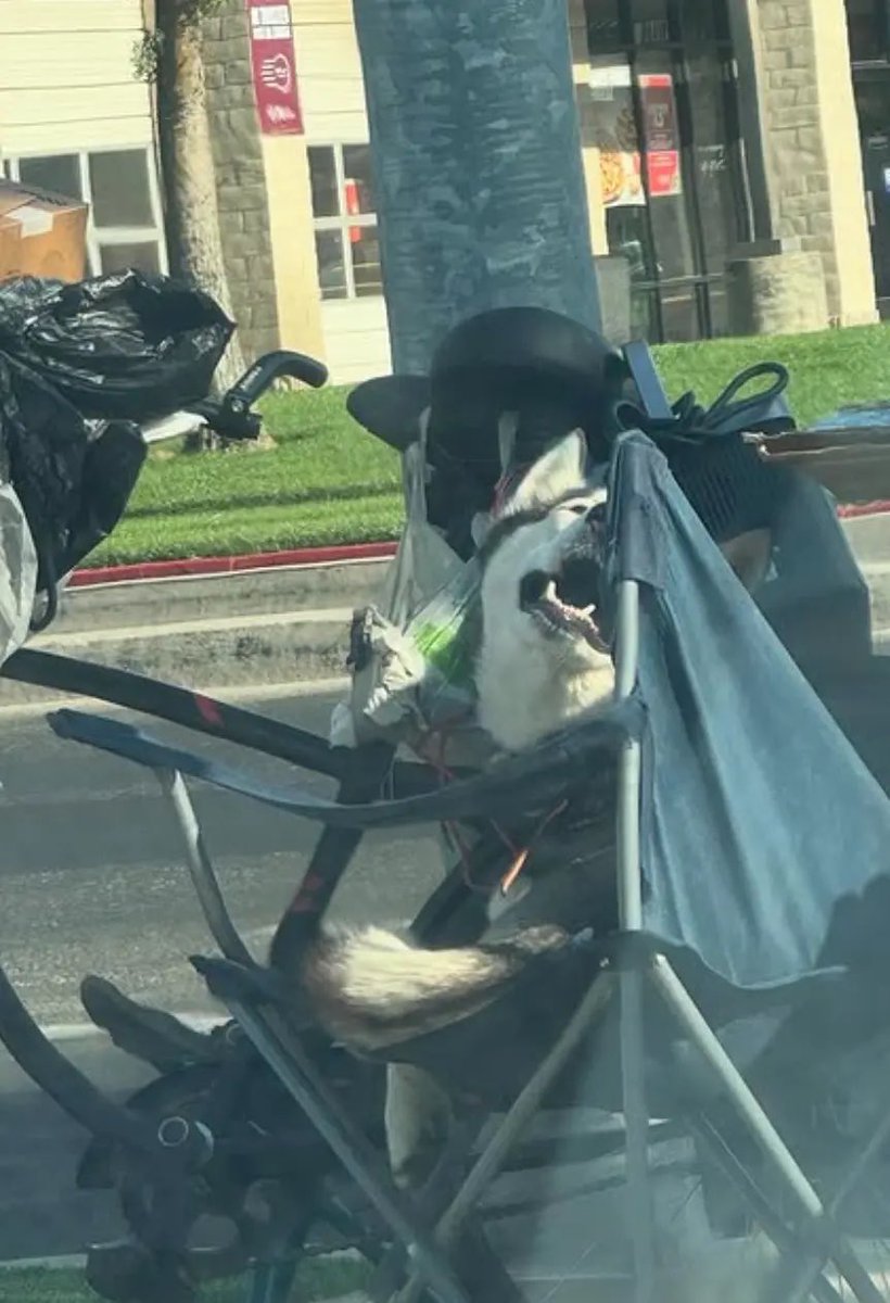 TheRealMadOx's tweet photo. Sweetie the husky finally got pulled from that nightmare in Merced, California.

A homeless man dragged her behind his bike on hot pavement. Witnesses saw him grab her by the neck and slam her to the ground. Tight muzzle. Ribs showing. She yelped when he yanked her collar. Police checked her once, got a soft vet report, and gave her back. The community refused to let it go.

Now she’s in protective custody and the case is sitting with the Merced County DA for animal cruelty charges.

Anyone who treats a dog like that belongs in a cage. Glad the pressure worked.

H/t @ABC30
