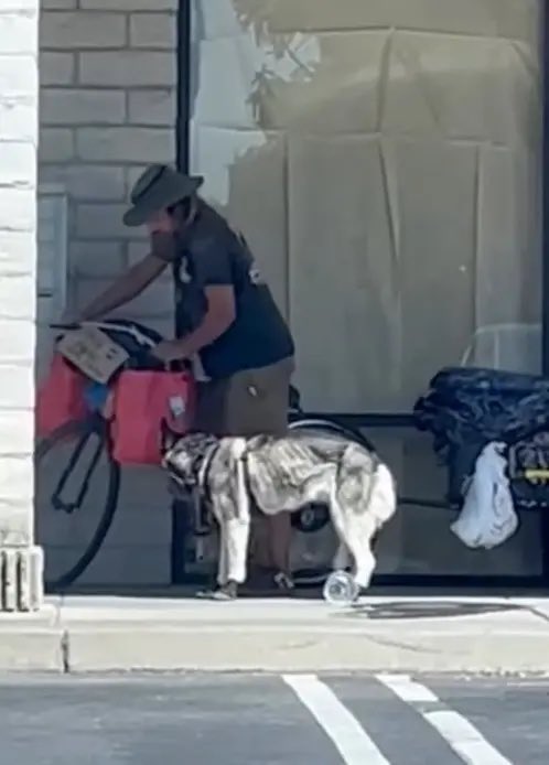 TheRealMadOx's tweet photo. Sweetie the husky finally got pulled from that nightmare in Merced, California.

A homeless man dragged her behind his bike on hot pavement. Witnesses saw him grab her by the neck and slam her to the ground. Tight muzzle. Ribs showing. She yelped when he yanked her collar. Police checked her once, got a soft vet report, and gave her back. The community refused to let it go.

Now she’s in protective custody and the case is sitting with the Merced County DA for animal cruelty charges.

Anyone who treats a dog like that belongs in a cage. Glad the pressure worked.

H/t @ABC30