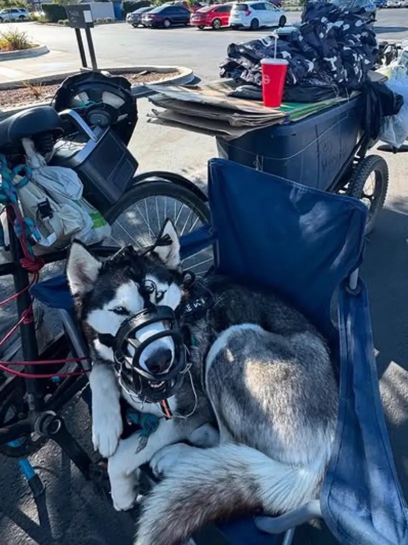 TheRealMadOx's tweet photo. Sweetie the husky finally got pulled from that nightmare in Merced, California.

A homeless man dragged her behind his bike on hot pavement. Witnesses saw him grab her by the neck and slam her to the ground. Tight muzzle. Ribs showing. She yelped when he yanked her collar. Police checked her once, got a soft vet report, and gave her back. The community refused to let it go.

Now she’s in protective custody and the case is sitting with the Merced County DA for animal cruelty charges.

Anyone who treats a dog like that belongs in a cage. Glad the pressure worked.

H/t @ABC30