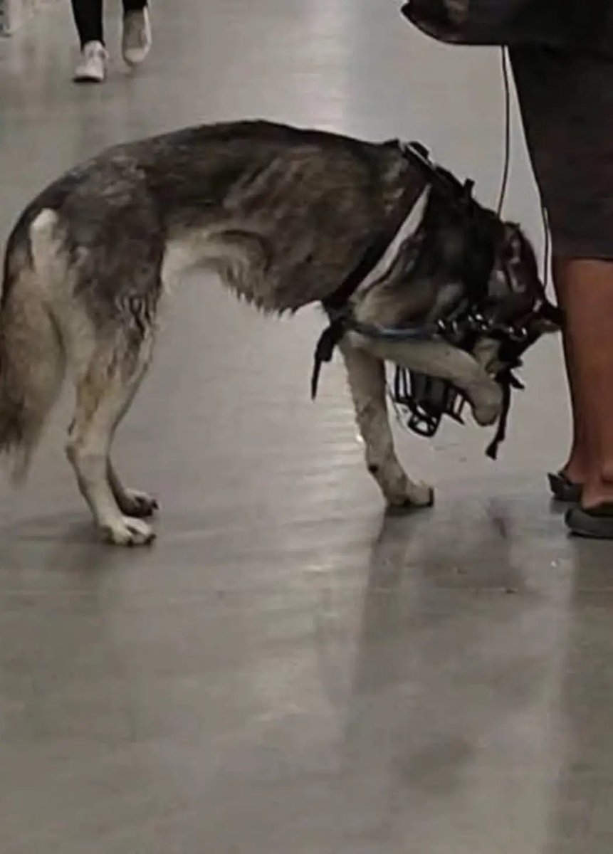 TheRealMadOx's tweet photo. Sweetie the husky finally got pulled from that nightmare in Merced, California.

A homeless man dragged her behind his bike on hot pavement. Witnesses saw him grab her by the neck and slam her to the ground. Tight muzzle. Ribs showing. She yelped when he yanked her collar. Police checked her once, got a soft vet report, and gave her back. The community refused to let it go.

Now she’s in protective custody and the case is sitting with the Merced County DA for animal cruelty charges.

Anyone who treats a dog like that belongs in a cage. Glad the pressure worked.

H/t @ABC30
