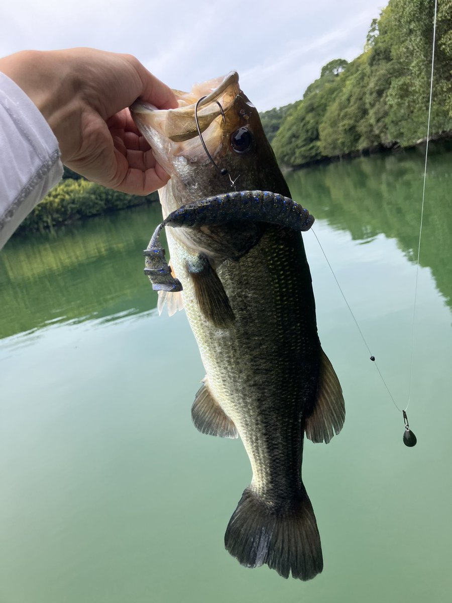 eevee_fishing's tweet photo. お盆始まりは愛媛でバス釣り
ブルズホッグダディ+14gフットボールで岩盤撃てば無限に釣れたので、これまで釣ったことのないルアーで釣る遊びにシフト
バスは口がデカいからワームサイズ上げても本体がデカくなるとは限らん……
ブルフラ5.8でバイト出た時は震えたけど結局40止まり…むずのしい…… https://t.co/g2BLx3PFrI