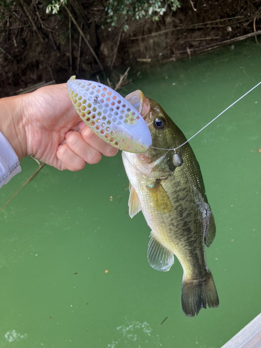 eevee_fishing's tweet photo. お盆始まりは愛媛でバス釣り
ブルズホッグダディ+14gフットボールで岩盤撃てば無限に釣れたので、これまで釣ったことのないルアーで釣る遊びにシフト
バスは口がデカいからワームサイズ上げても本体がデカくなるとは限らん……
ブルフラ5.8でバイト出た時は震えたけど結局40止まり…むずのしい…… https://t.co/g2BLx3PFrI