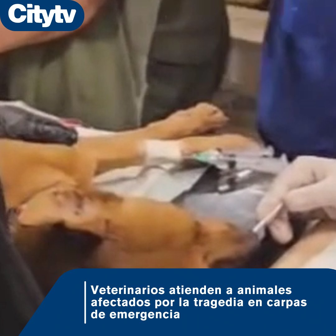 Citytv's tweet photo. #Noticias | 👨‍⚕🐶 Atención médica y quirúrgica las 24 horas a animales heridos tras el terremoto. Los detalles. 👇
https://t.co/pWEZHN5GSU https://t.co/eqDJBtIau2
