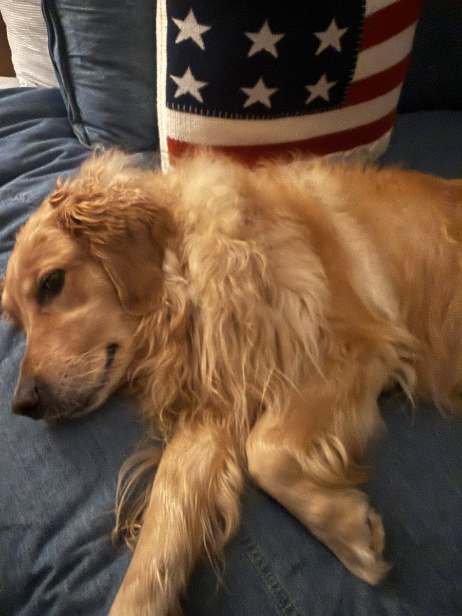 leahfiles's tweet photo. My starting litmus test for trustworthiness is do you like dogs? If it’s a no, you start at a deficit. It is what it is. https://t.co/j3OMOPTOZN