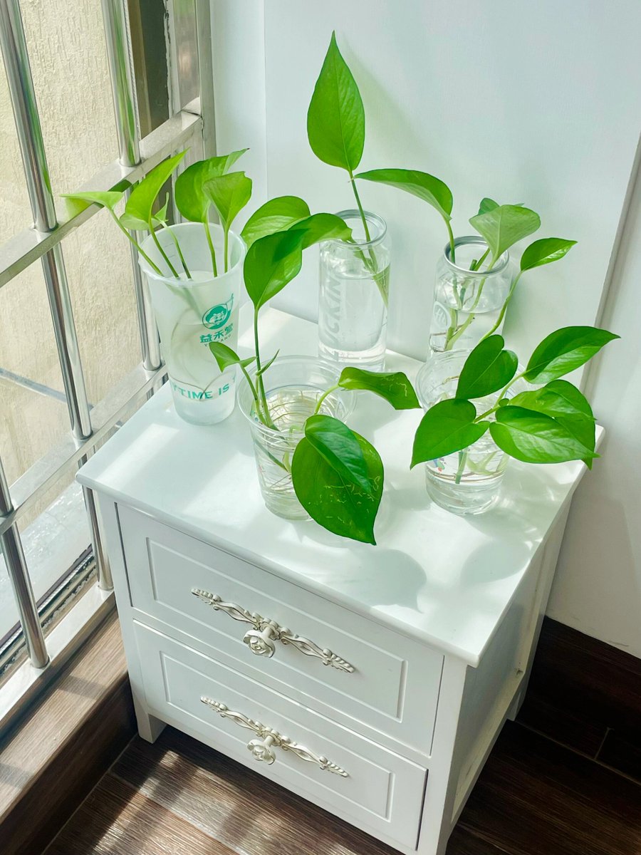 c1234gg's tweet photo. Pro tip for pothos lovers! Wipe leaves with a damp cloth monthly to ban dust, help them breathe better, and keep their vivid green glow thriving ， https://t.co/xIuaL9jEZc