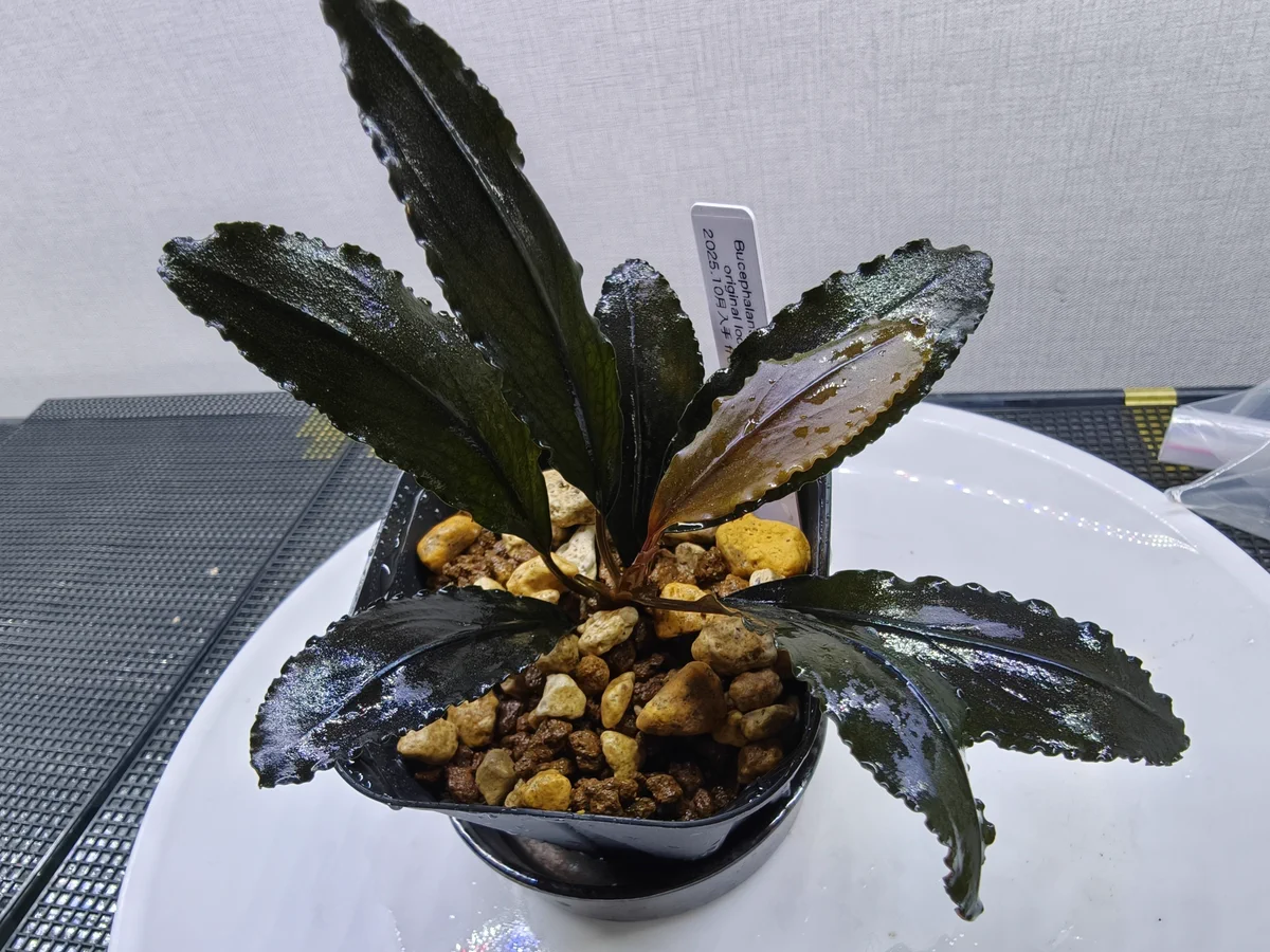 キボーデコ on X: 