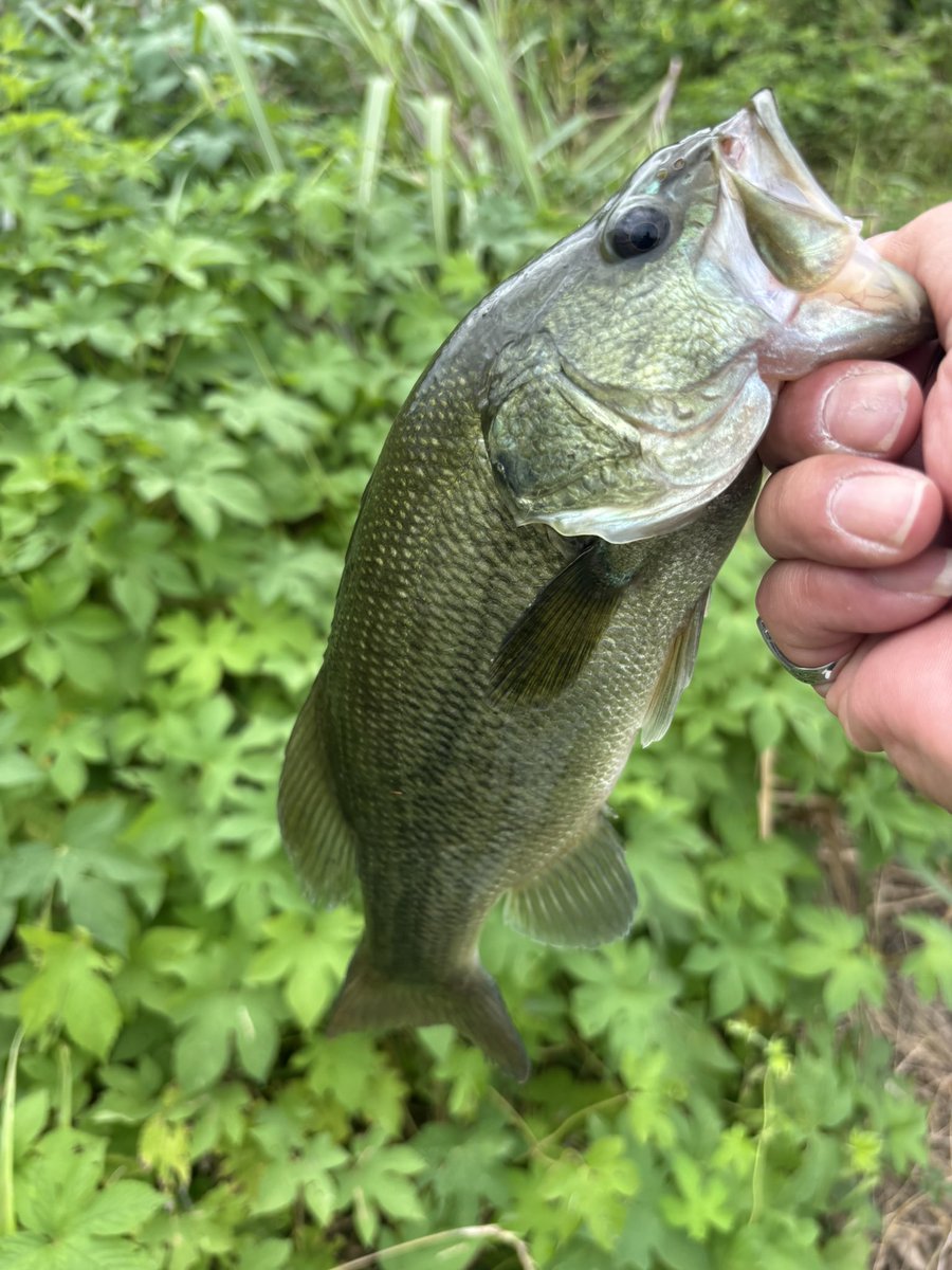 JANYUKAI's tweet photo. きっ気持ちぃぃ🤤
本日一投目から今シーズン初ラージ釣れた🎣30cmだけど嬉しいです😭 https://t.co/LQPlZbHjUm