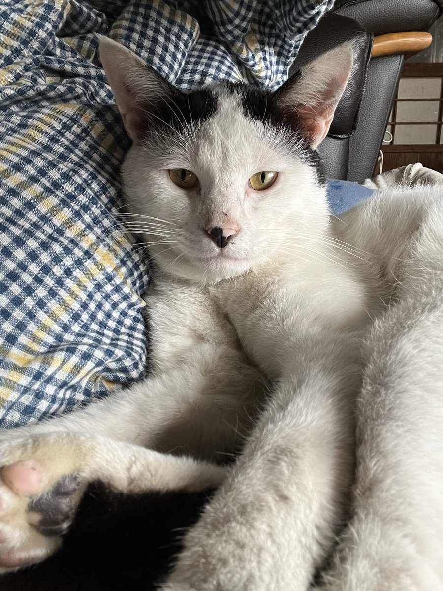 cocoro195's tweet photo. ＃猫を探しています
＃熊本県八代郡氷川町
#熊本地震 

福ちゃん居なくなってそろそろ半年。
ずっと探しています。
一緒に過ごしたお家はもう住めないけど、福ちゃんが帰って来てびっくりしないように片付けしたよ。
キャットタワーもご飯の器も給餌器も無事だよ。
早く帰っておいでね。
待ってるよ。 https://t.co/C8ocPHKkxj