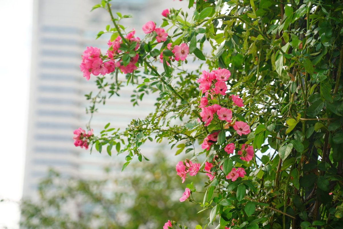 gardennecklace's tweet photo. 【花の見頃情報】
2026年08月14日
横浜市役所周辺では、バラやひまわり等様々な種類の花が咲いています。

#ガーデンネックレス横浜
#withGREENEXPO https://t.co/WCXzQRnApA