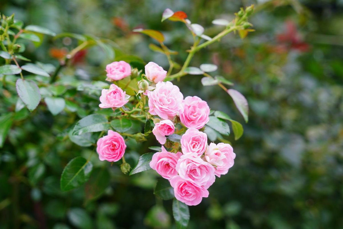gardennecklace's tweet photo. 【花の見頃情報】
2026年08月14日
横浜市役所周辺では、バラやひまわり等様々な種類の花が咲いています。

#ガーデンネックレス横浜
#withGREENEXPO https://t.co/WCXzQRnApA