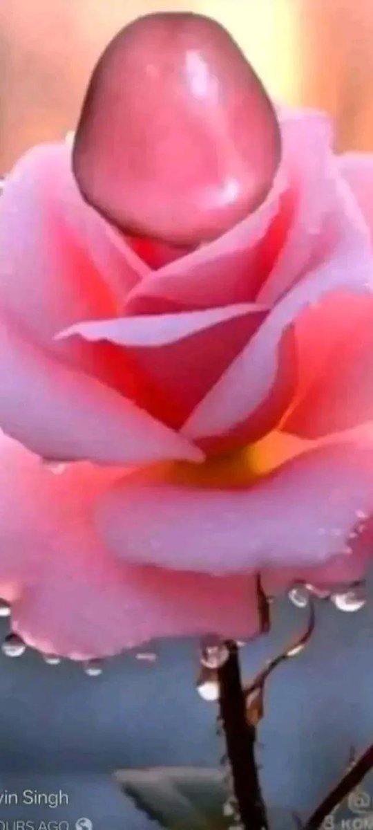 ba498966's tweet photo. @nnkvnh صباح الوردي https://t.co/huF2X5Q7Vg