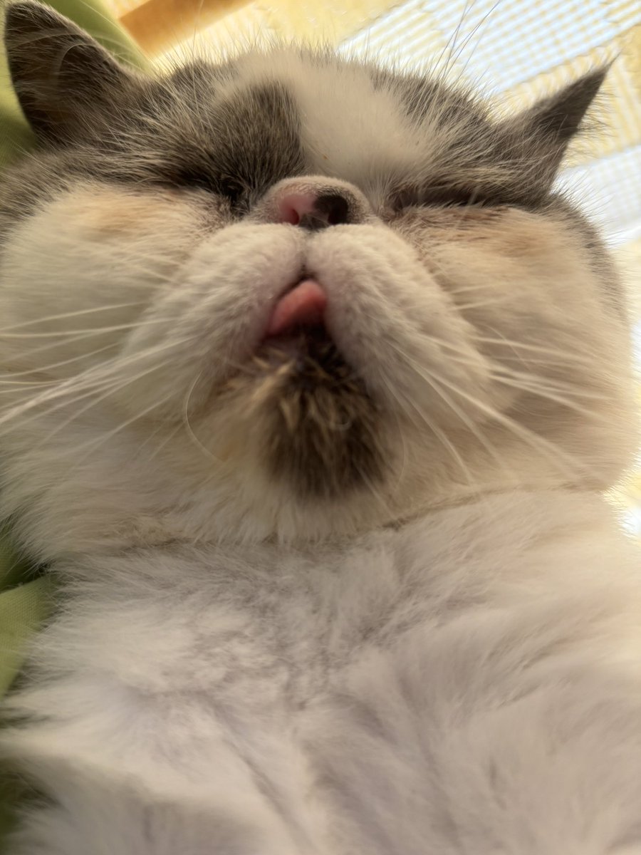 exotic5656's tweet photo. 後頭部→めちゃ可愛い
正面→ぶさ可愛い https://t.co/FXCsZS2Y8A