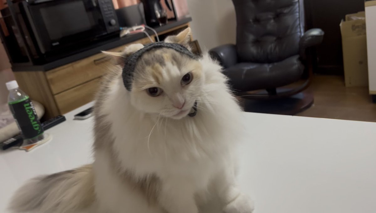 coro____suke's tweet photo. 猫のバブーシュカ https://t.co/W5KPgZUVej