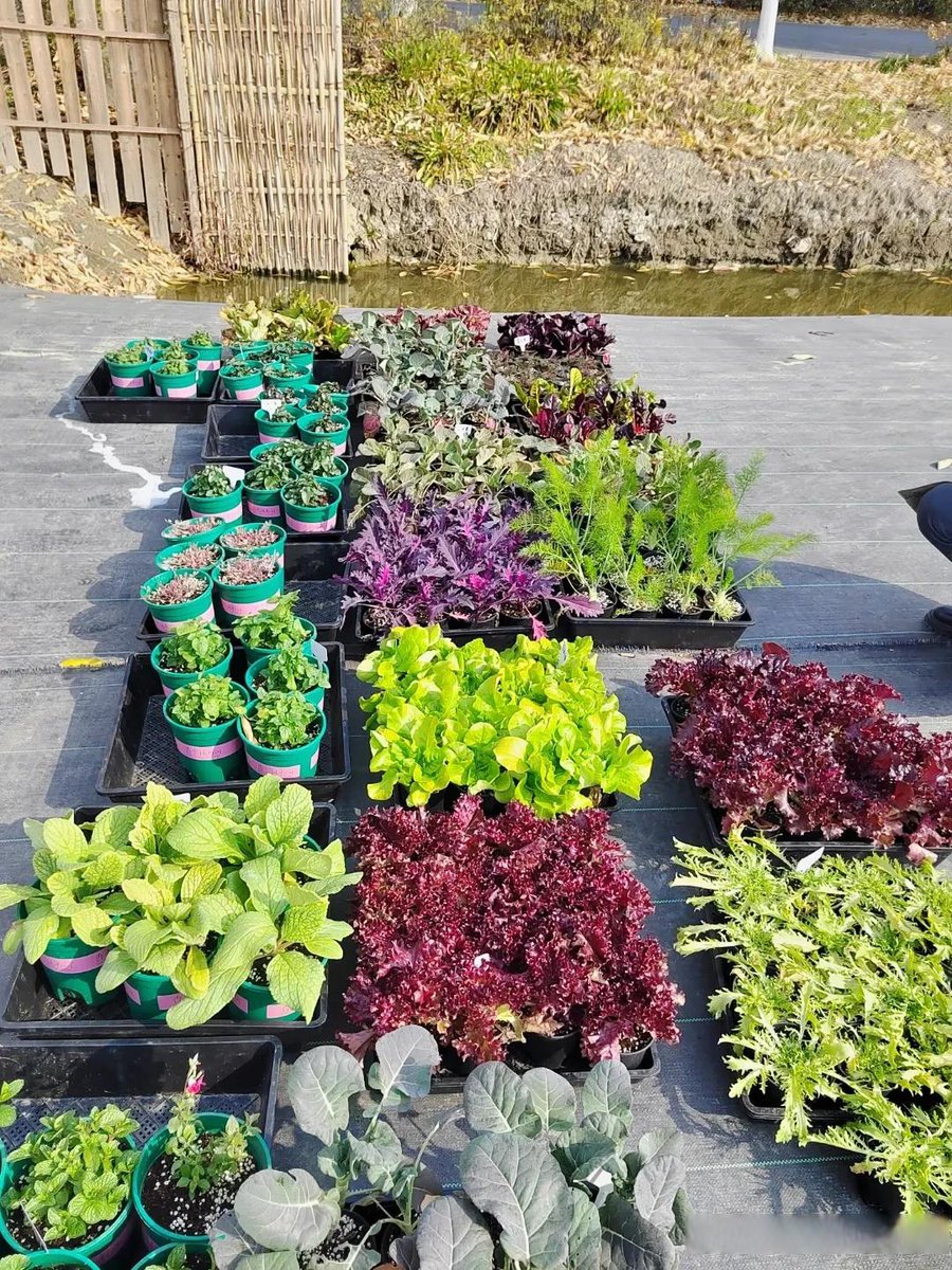 Chris0520032006's tweet photo. Neighborhood win! Our building’s front yard herb swap brought together neighbors of all ages—grab what you need, leave what you grow, no cost, all joy https://t.co/g6siGVpYT6