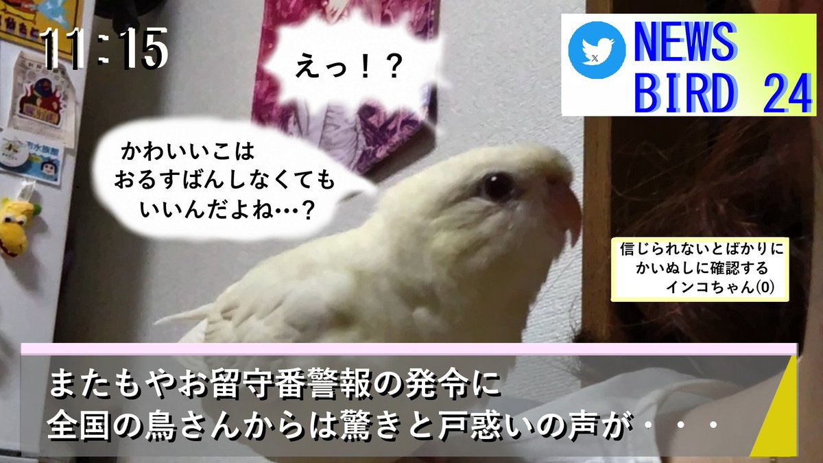 sazanamisheep's tweet photo. 全国の鳥さん達にお知らせします。
お盆休み終了に伴い、全国的に「お留守番警報」が発令されました。
かいぬしから何故かまた長時間のお留守番を任されるかもしれません。可愛い姿でかいぬしを引き留め、お留守番を回避しましょう。今後のかいぬしの動向にご注意下さい。
#インコ #オウム #フィンチ https://t.co/gMJGhuGnSG