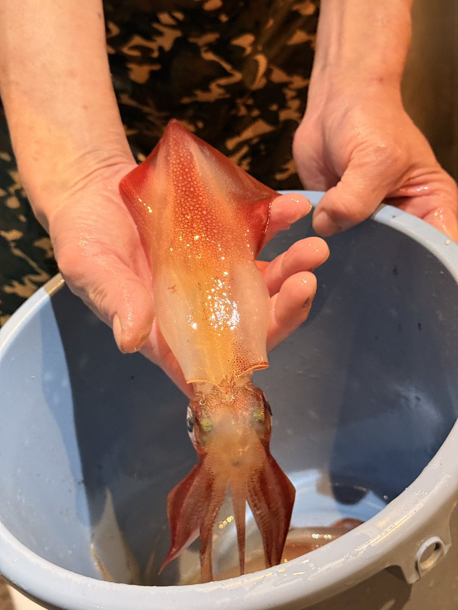 apple_matsumo's tweet photo. 『3年越しの念願。』
🦑 新宿　イカセンター 🦑

捌きたてのイカ、めっちゃおいしかった！！
捌く前に見せに来てくれるのも嬉しいポイント🥹❤️

ぜひいってみてねん🍎

#東京グルメ #東京ランチ #東京ディナー #新宿グルメ #新宿ランチ #新宿ディナー #イカセンター https://t.co/rq2Y3xFZI9