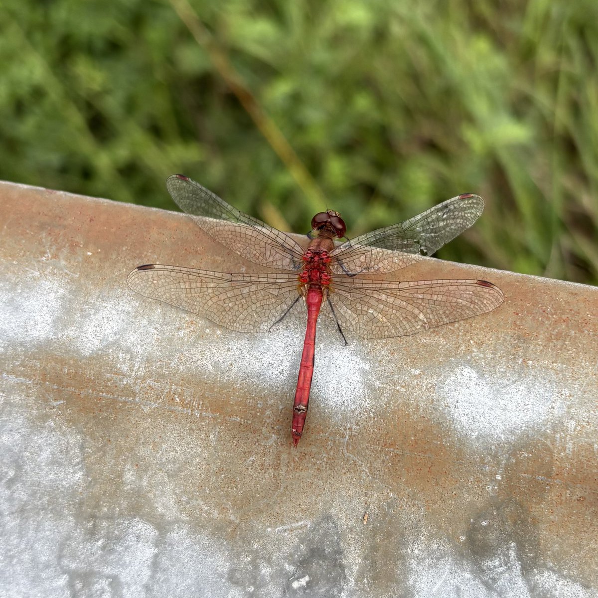 i briefly return again with a meadowhawk