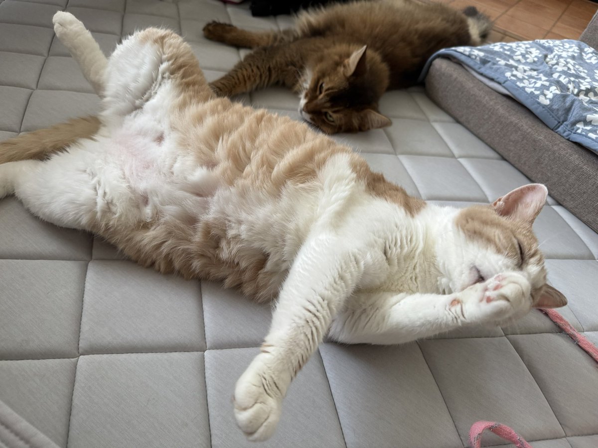 Y7tmG4's tweet photo. 吸いたいお腹

#猫
#猫のいる暮らし https://t.co/2kO93no9in