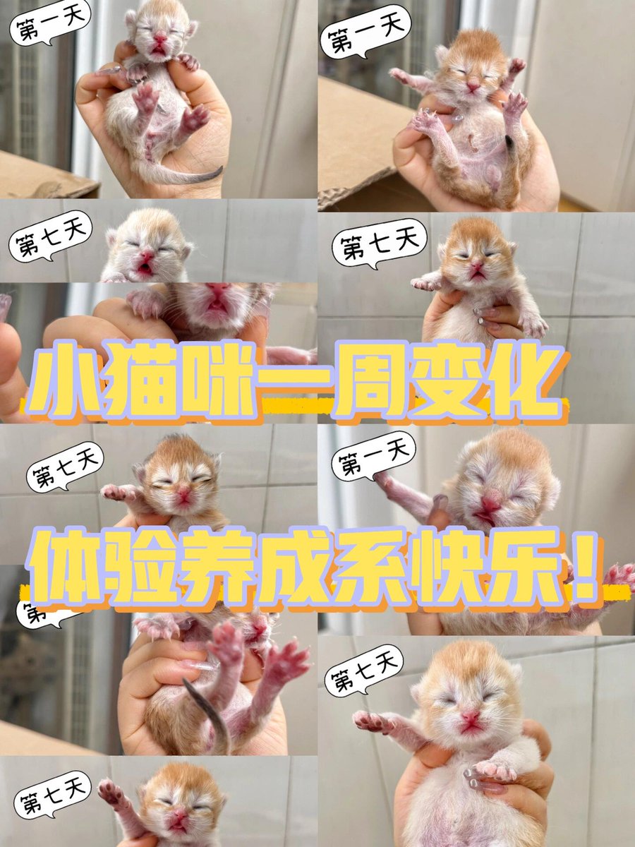 POPOLOP1212's tweet photo. From a tiny furball to a playful little troublemaker  1 year of my cat Mochi—loving every chaotic, purr-fect second! https://t.co/SCqY3opu4M