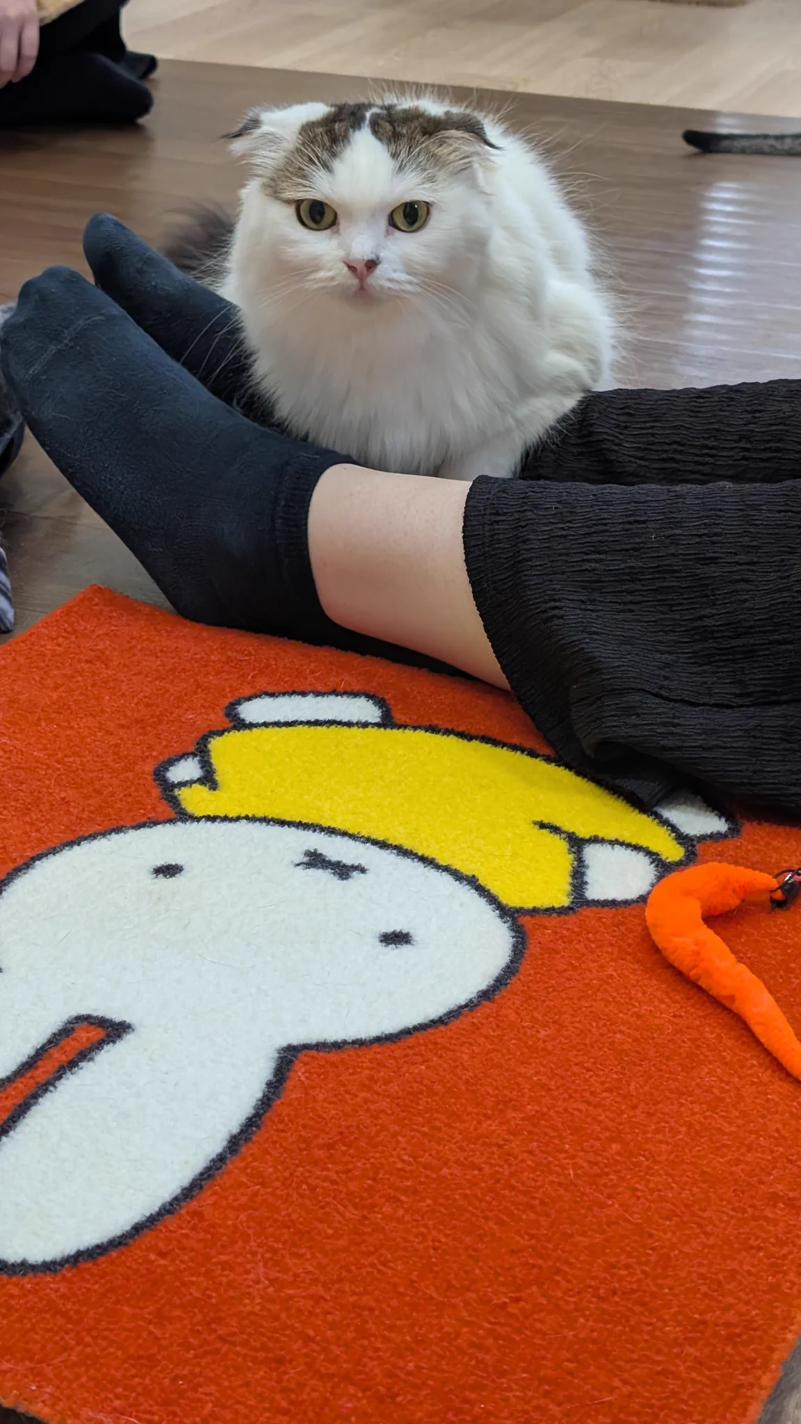 nyanchi on X: 