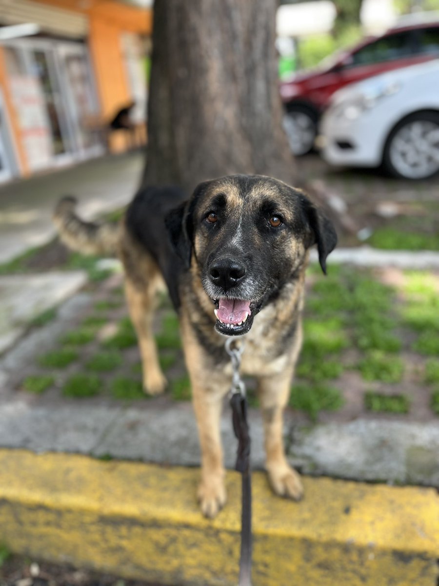 HELA_MORE's tweet photo. Benita vivió un dolor que ninguna perrita debería conocer.

Mientras sobrevivía en la calle quedó embarazada y dio a luz a varios cachorros. Un día, una persona le arrebató a algunos de sus bebés y los quemó vivos frente an ella. Benita no pudo hacer nada para protegerlos; solo pudo ver cómo les quitaban la vida.

Gracias al apoyo de otra rescatista fue posible salvar a algunos de sus cachorros, y nosotros recibimos a Benita para darle la oportunidad de comenzar de nuevo.

Estamos seguros de que esas heridas no se borran fácilmente. Tal vez Benita aún recuerde aquellos momentos tan crueles, pero cada día hacemos todo lo posible para demostrarle que también existe el amor, la paciencia y la esperanza.

Hoy solo le falta encontrar una familia que termine de sanar su corazón.

🩷 Benita
🐾 4 años
🐾 Talla grande
🐾 Protocolo completo

📍 Estamos en CDMX.

Si no puedes adoptarla, ayúdanos compartiendo su historia. Tal vez esta publicación llegue a la persona que le cambie la vida para siempre.
