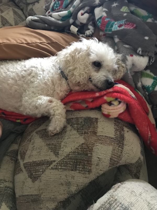debyferrell's tweet photo. Lilly 🐩 https://t.co/kpcBbqp7eE