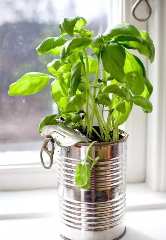 youngreitwdts's tweet photo. Turn an old mason jar into a cute herb planter! It’s quick, cheap, and perfect for small spaces at home.， https://t.co/6KA8i529CA