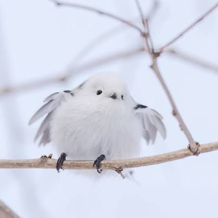 imaduckthing's tweet photo. @ren_MOV japanese snow fairy!! https://t.co/1kImXPQwOt