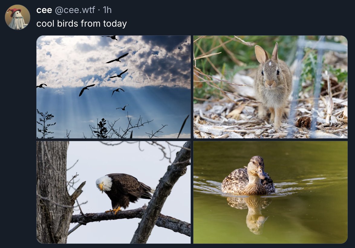 zooko tweet picture