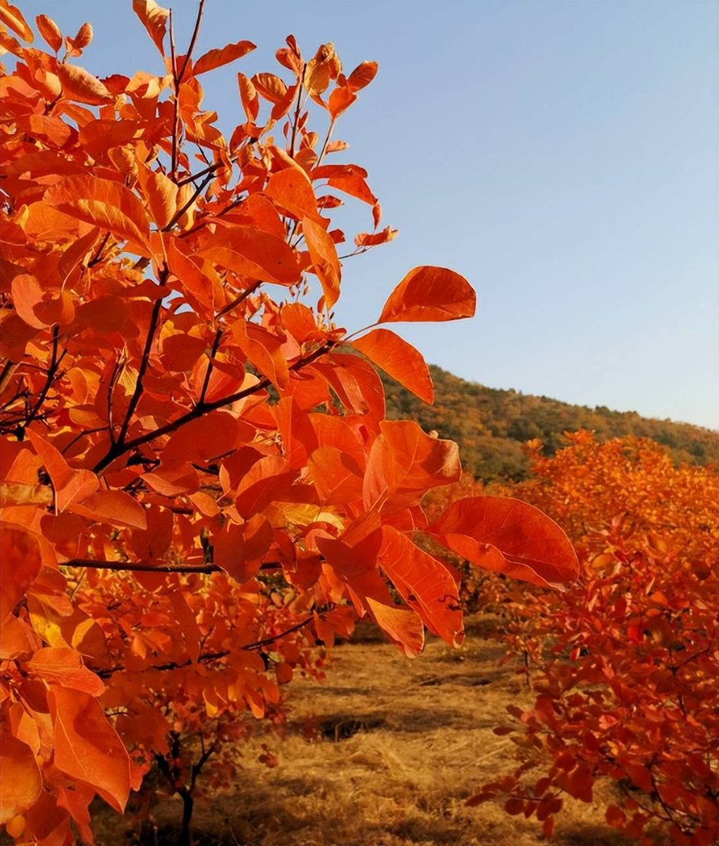 phth66280446's tweet photo. Another sunny autumn morning, breeze carries crisp maple scent  Time for a cozy walk with a warm latte!， https://t.co/iAihEDbWVW