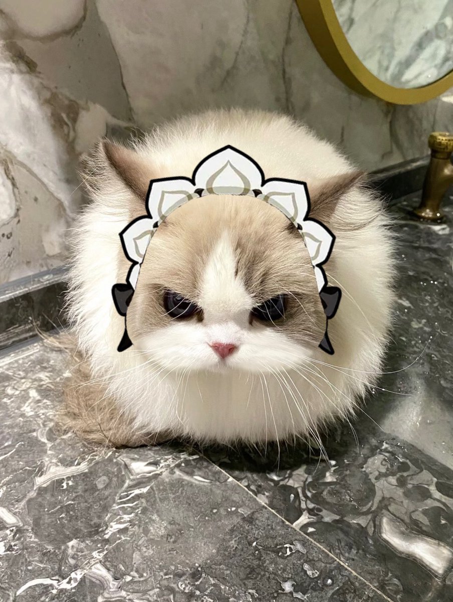 humanlouboutin's tweet photo. squishable angry round cat spotted https://t.co/ij3PV2Dvux
