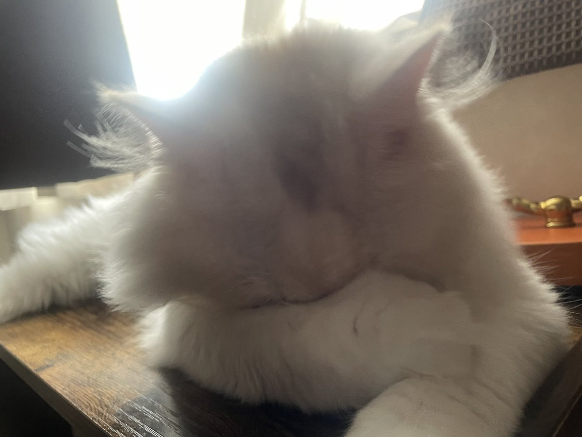 roicat0528's tweet photo. これは今朝の、まだ寝ていたいノアくん。 https://t.co/qN7g1gc9iS