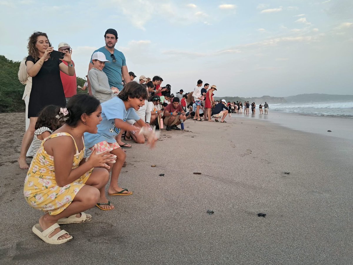 MarenaNicaragua's tweet photo. El #MARENA, en el marco de la campañanacional "Junt@s Conservamos Nuestras Tortugas Marinas", realizó la liberación de 765 tortuguillos, en las costas del Refugio de Vida Silvestre Río Escalante Chacocente en Carazo. 

#TortugasMarinas 
#AmorAlaMadreTierra 
#Biodiversidad https://t.co/reZ7Kd1myX