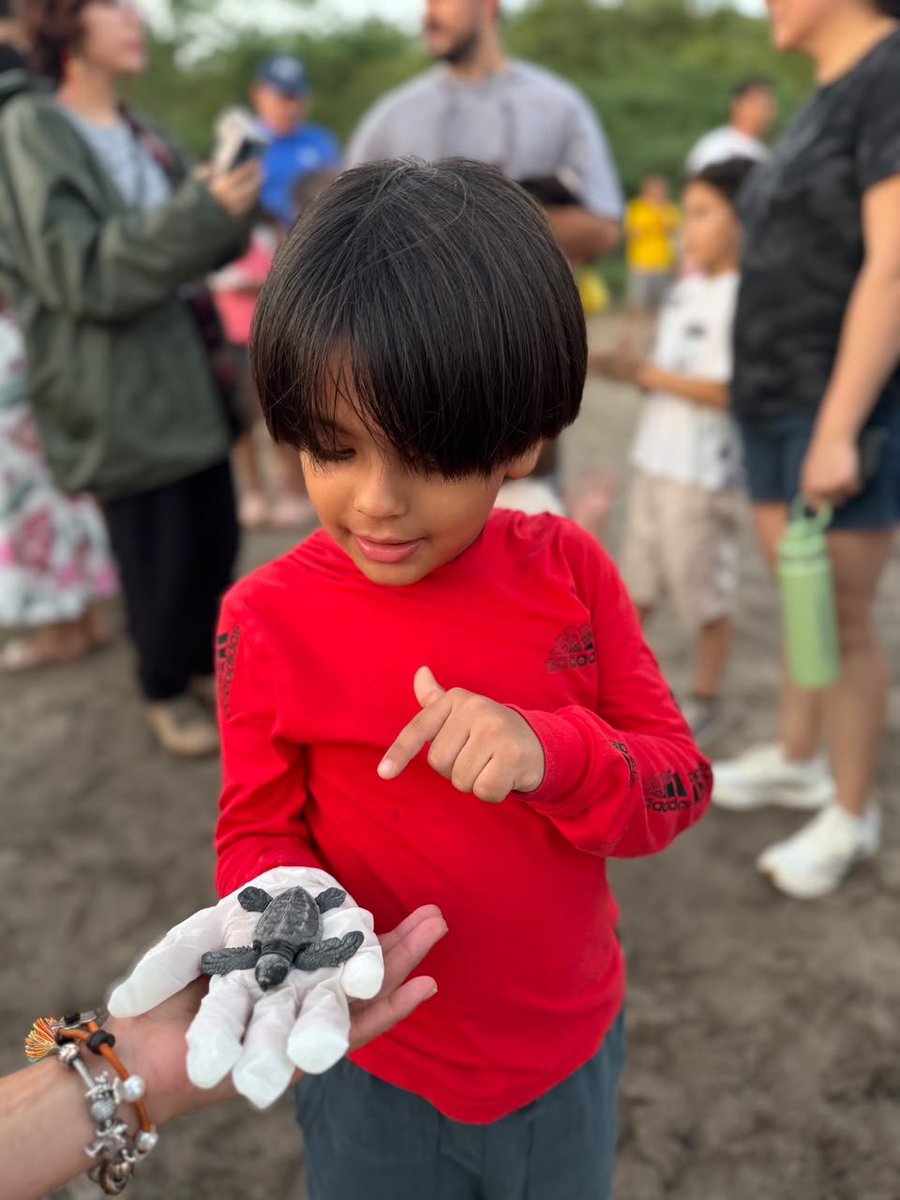 MarenaNicaragua's tweet photo. El #MARENA, en el marco de la campañanacional "Junt@s Conservamos Nuestras Tortugas Marinas", realizó la liberación de 765 tortuguillos, en las costas del Refugio de Vida Silvestre Río Escalante Chacocente en Carazo. 

#TortugasMarinas 
#AmorAlaMadreTierra 
#Biodiversidad https://t.co/reZ7Kd1myX