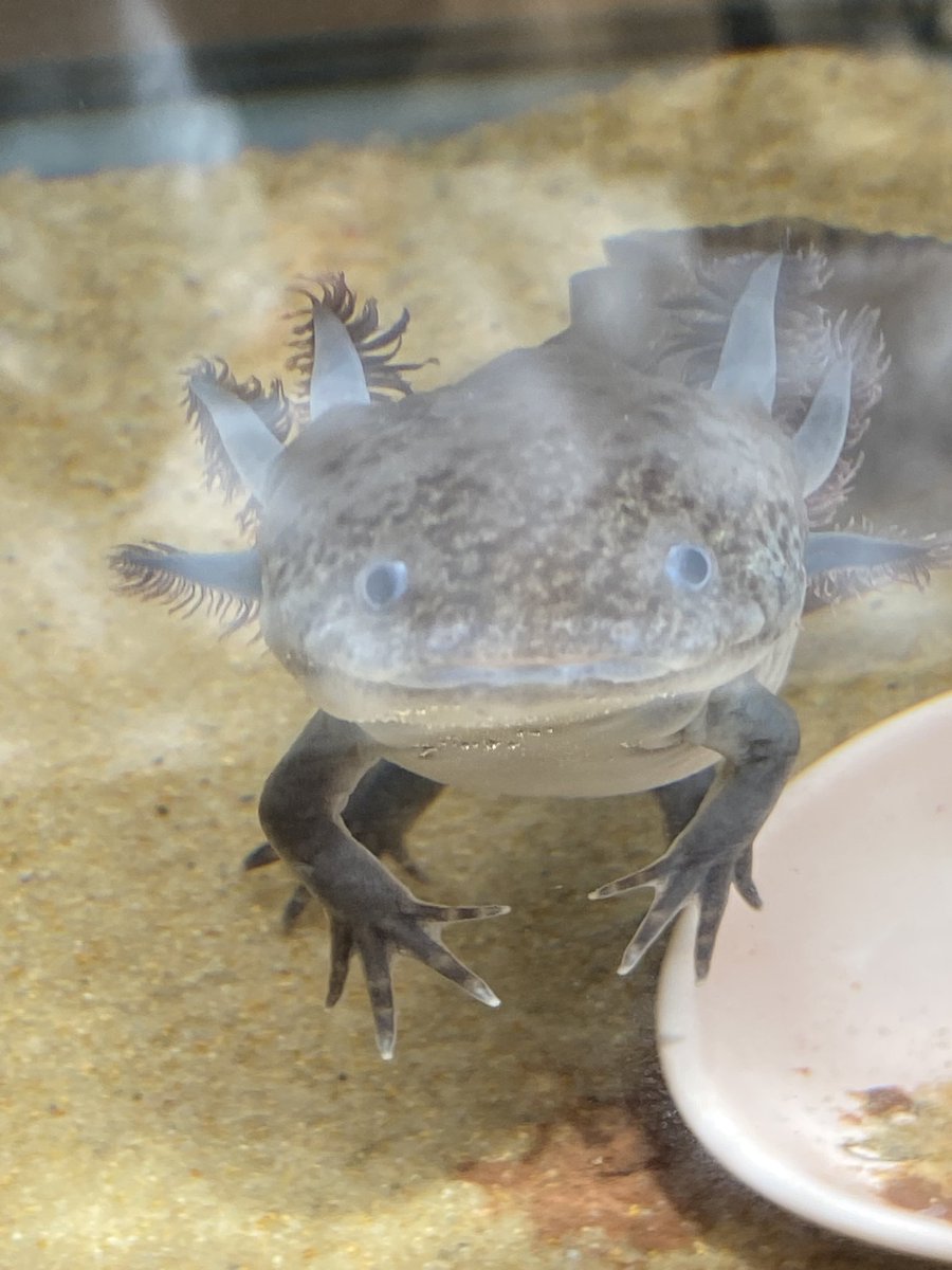 blacktea_z's tweet photo. くろみつ…期待の眼差し(飯)

しらたま…恥ずかしっっ(逃)

可愛い…なぁ…

君たちのシェルター決まらんくてごめん…

#ウーパールーパー https://t.co/FXMEBk5xXE