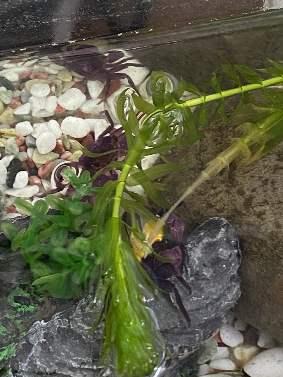 blacktea_z's tweet photo. 珍しく見える場所に仲良くおでまし🦀🦀

バンパイアクラブ https://t.co/OaPoBukuAz