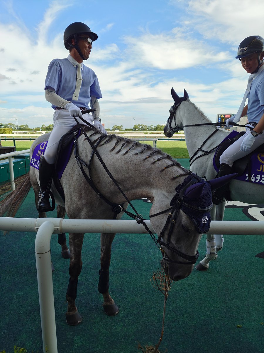 nabechaaansan's tweet photo. 名古屋の思い出③
フィオレストラーダ
誘導馬
ナムラミラクル
キミコソシャチョウ https://t.co/Z0xoD5taFs
