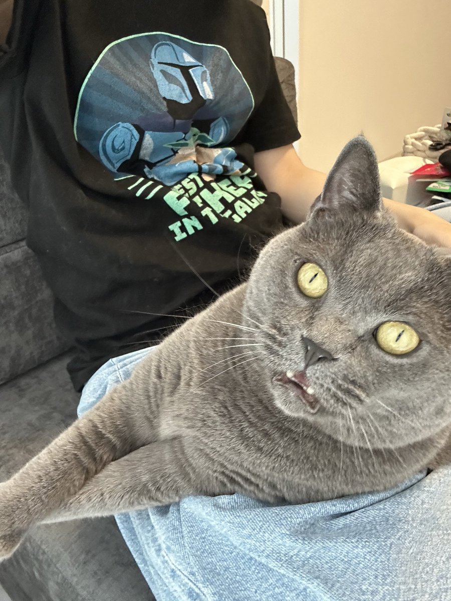 sa_ya_1122's tweet photo. お口半開きの猫ってなんでこんなに可愛いんだ https://t.co/hRtaTFk0q3
