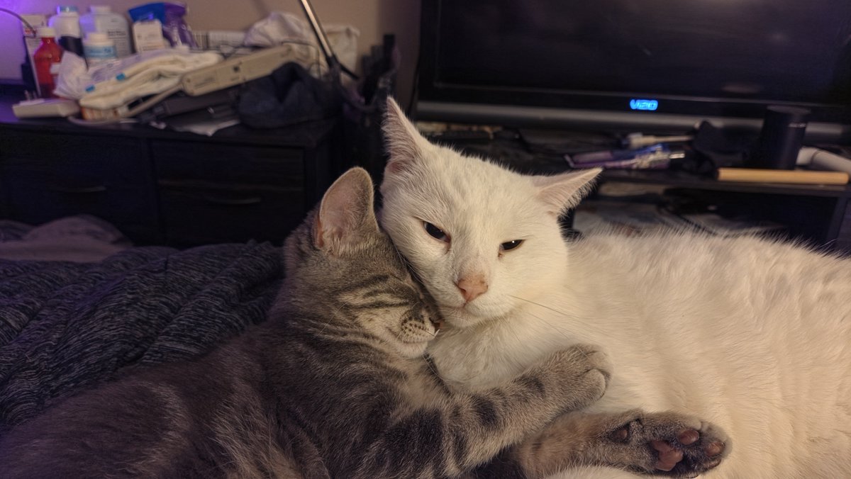 Deiveron's tweet photo. The full Triphahn Clowder is on the bed tonight. https://t.co/atPPXiRJcN