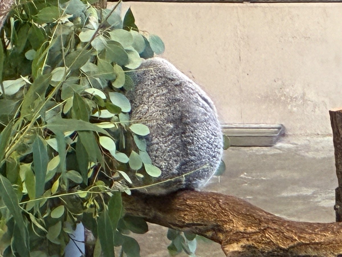 arukukonbu's tweet photo. 丸い動物は可愛い

1枚目は丸みしか見えませんがフクロギツネです https://t.co/s39bVh6Swj